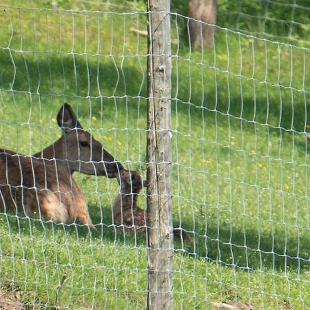 Appartamento Ferienhuette Zetzhirsch Weiz Esterno foto