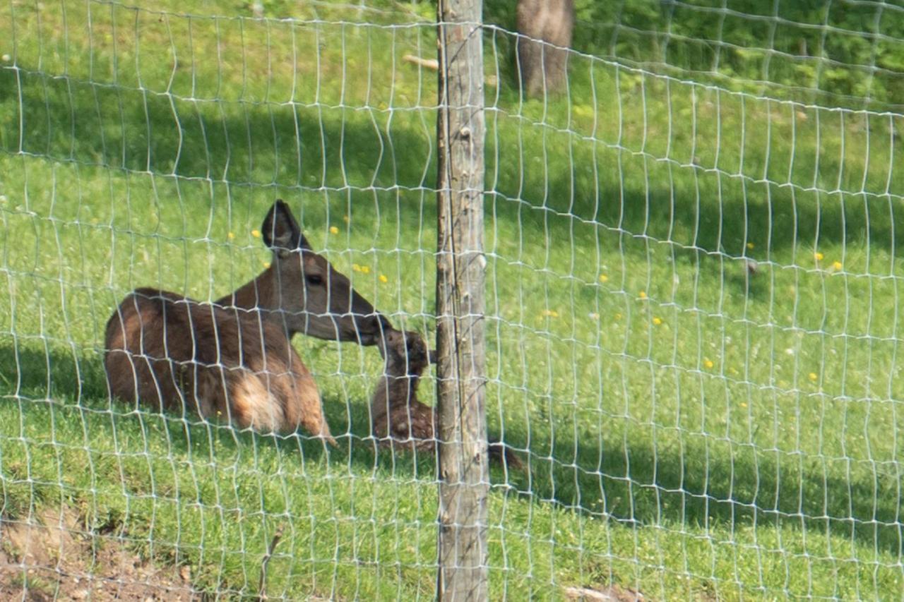 Appartamento Ferienhuette Zetzhirsch Weiz Esterno foto